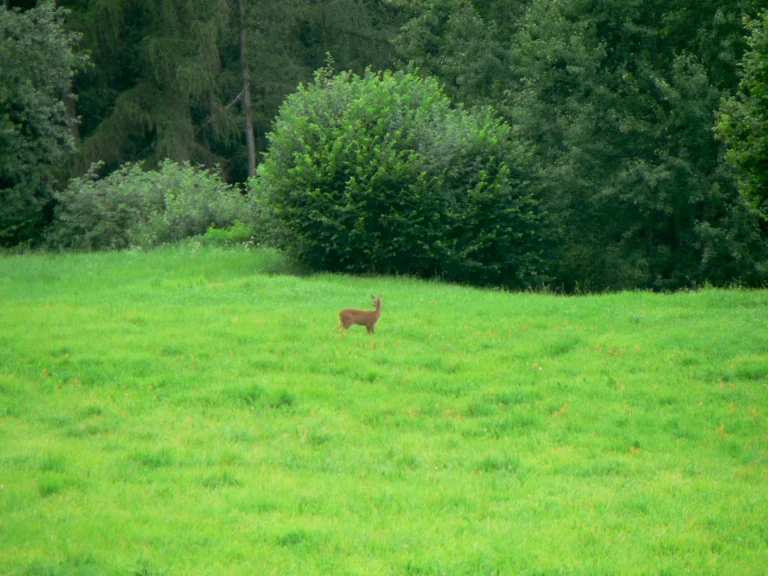 Capriolo nel prato vicino al bosco del maso Hofer Hof