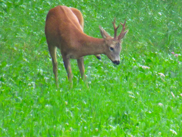 Capriolo con palchi che pascola nel prato