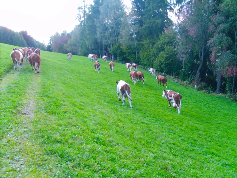 Mucche al pascolo sul prato vicino al bosco