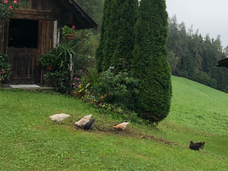 Galline che razzolano nel prato vicino agli alberi del maso